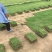 马尼拉草坪