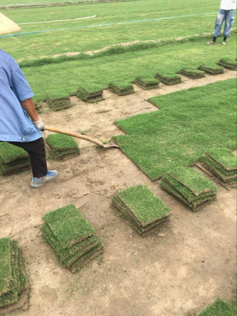 马尼拉草坪