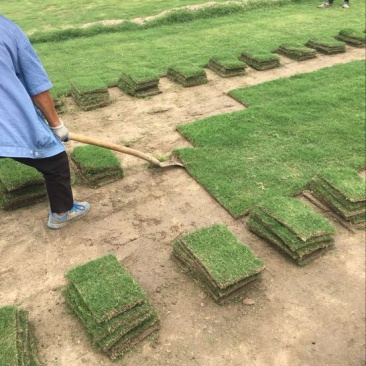 马尼拉草坪