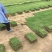 马尼拉草坪