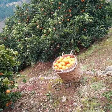 奉节脐橙70~75mm