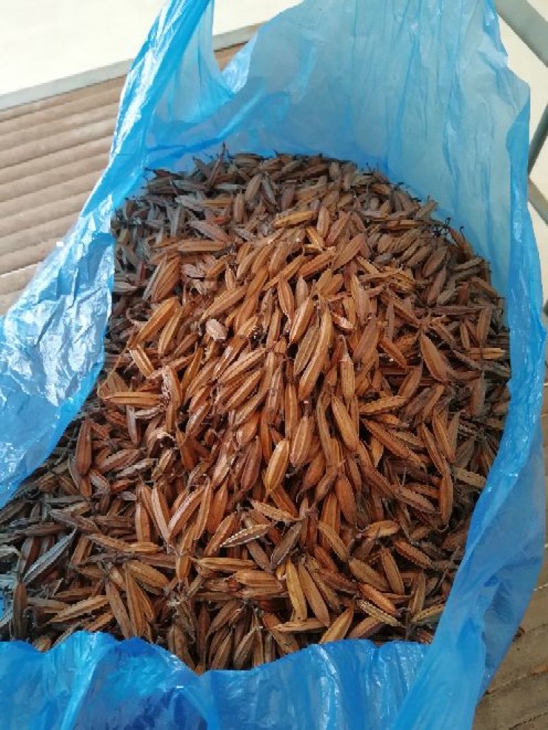 三叉白芨干货通货