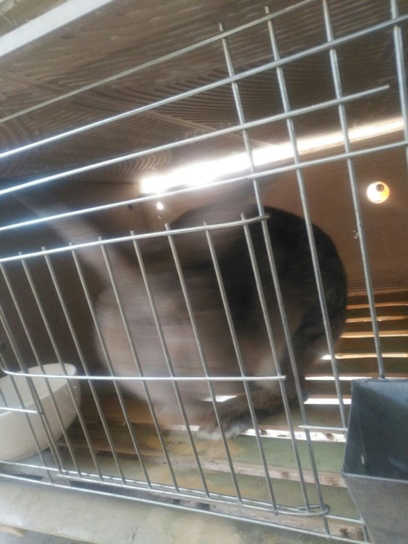 肉兔商品兔比利时肉兔包活包健康线上交易安全有保障