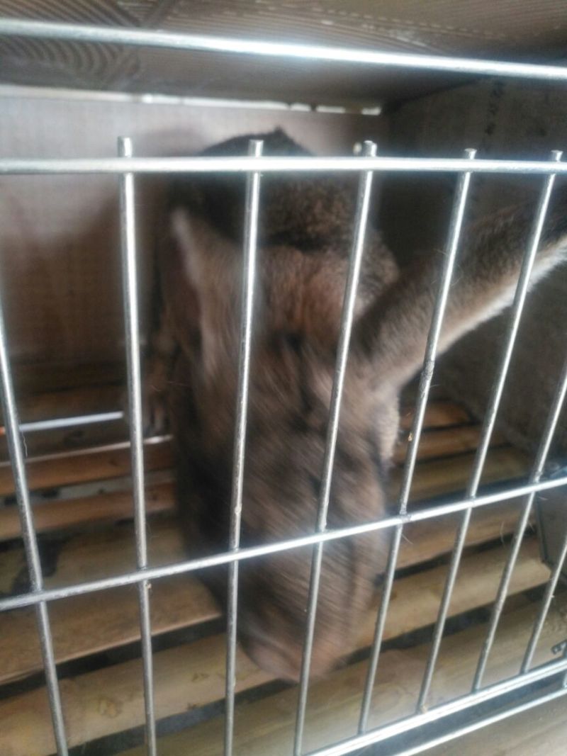 肉兔商品兔比利时肉兔包活包健康线上交易安全有保障