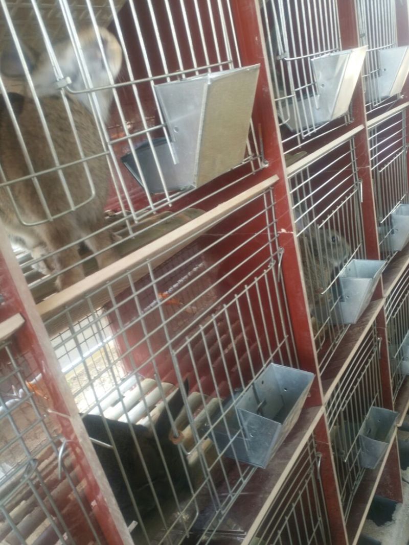 肉兔商品兔比利时肉兔包活包健康线上交易安全有保障