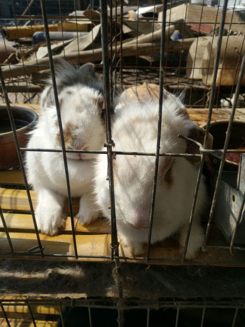肉兔商品兔比利时肉兔包活包健康线上交易安全有保障
