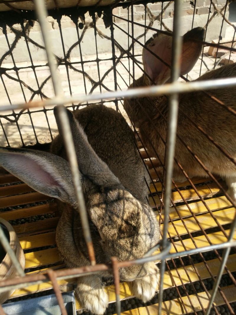肉兔商品兔比利时肉兔包活包健康线上交易安全有保障