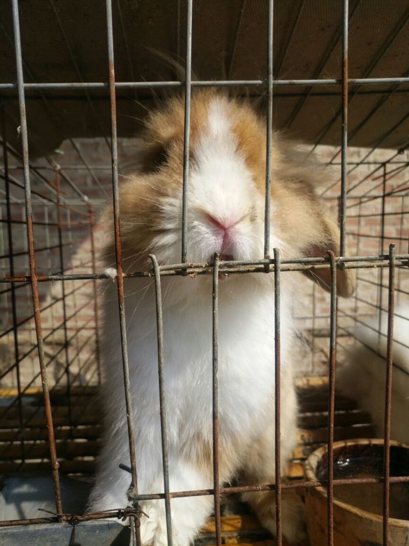 肉兔商品兔比利时肉兔包活包健康线上交易安全有保障