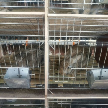 肉兔商品兔比利时肉兔包活包健康线上交易安全有保障