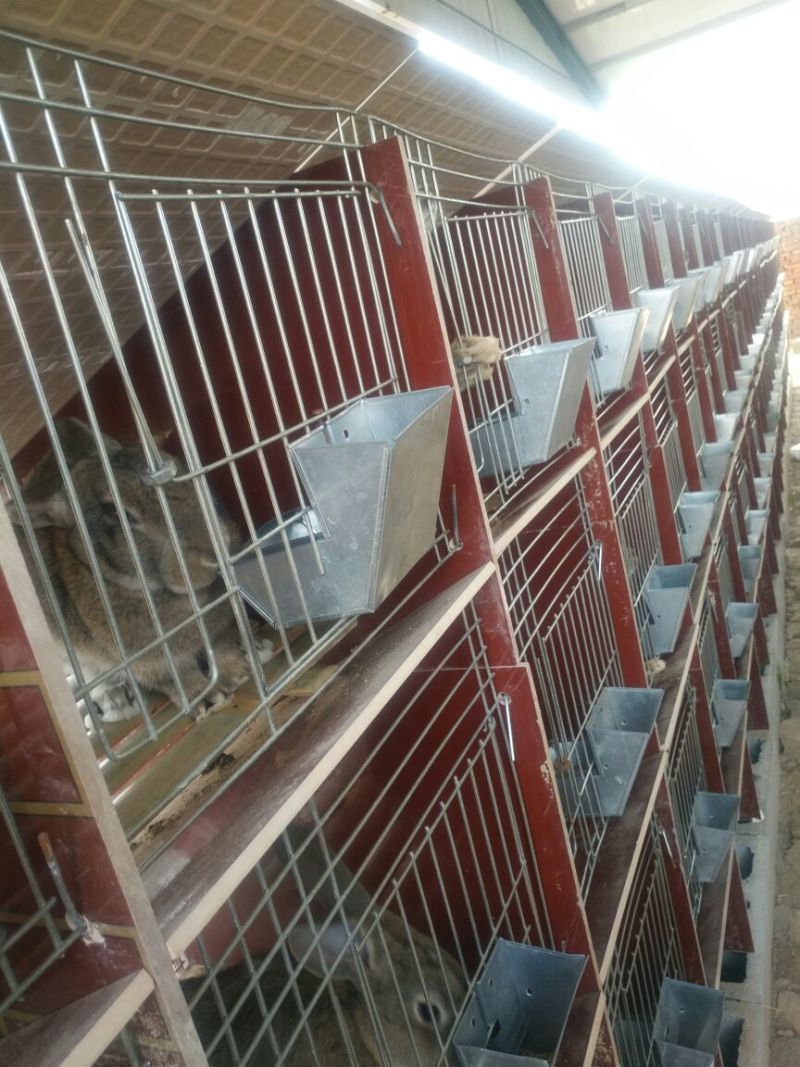 肉兔商品兔比利时肉兔包活包健康线上交易安全有保障