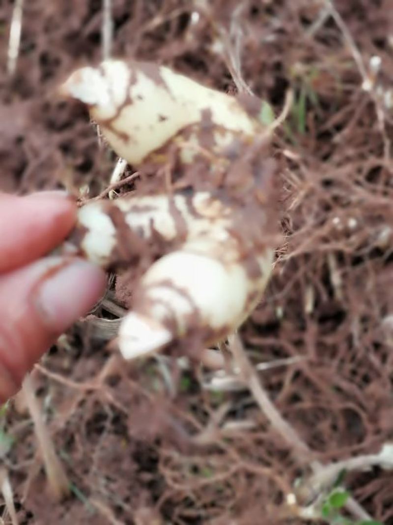 白芨鲜货统货