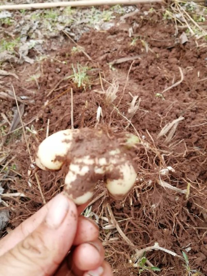 白芨鲜货统货