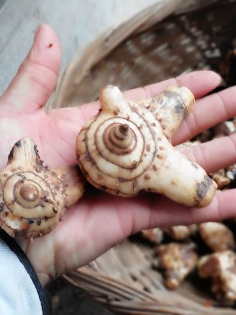 白芨鲜货统货
