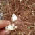 白芨鲜货统货