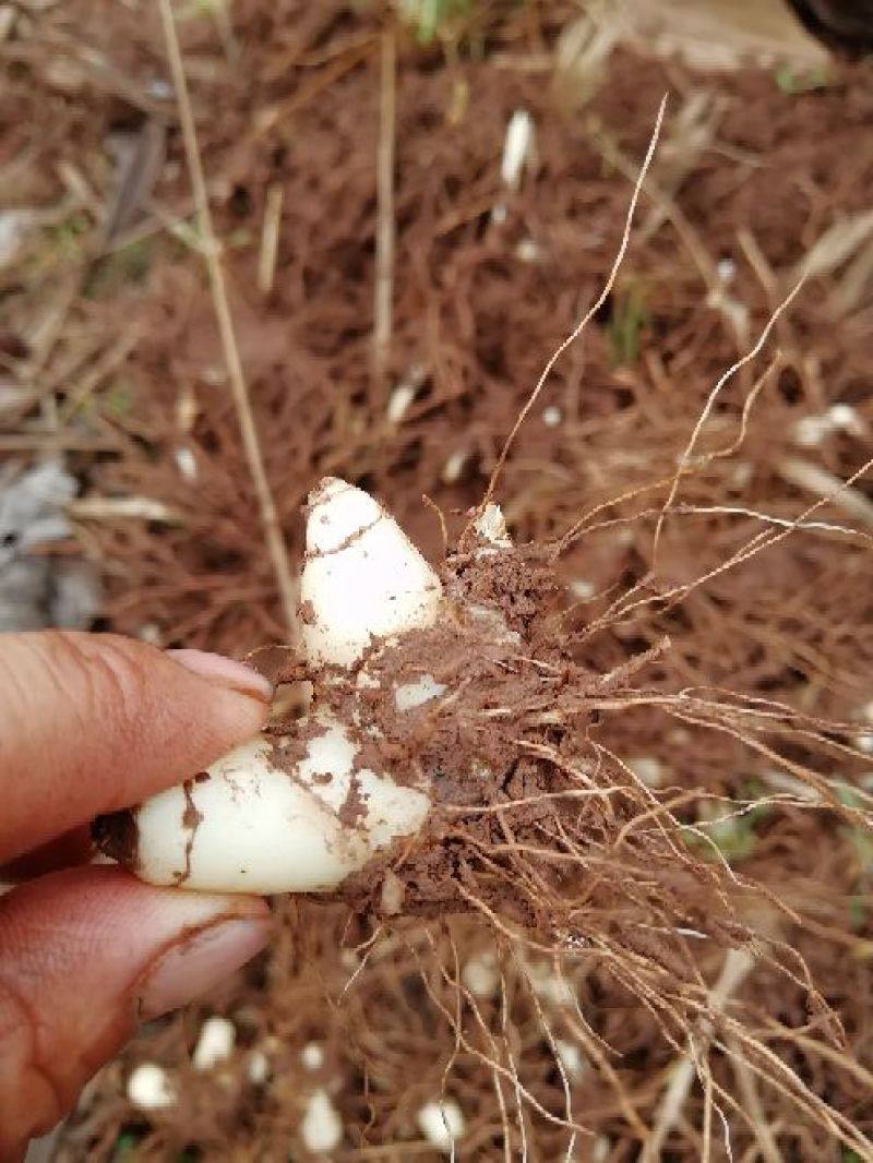白芨鲜货统货