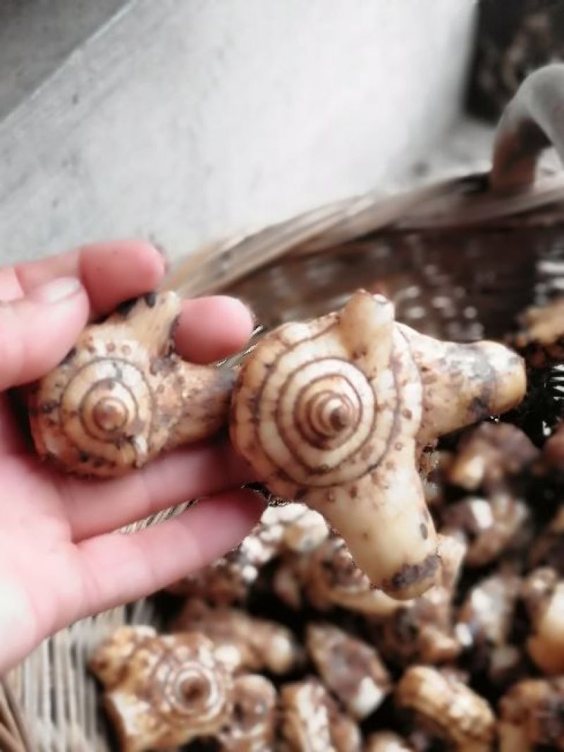 白芨鲜货统货