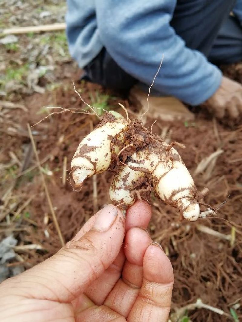 白芨鲜货统货