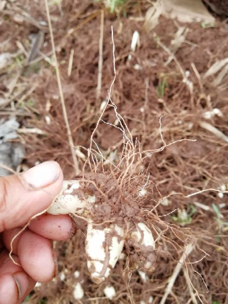 白芨鲜货统货