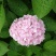 绣球花苗绣球花苗基地直销