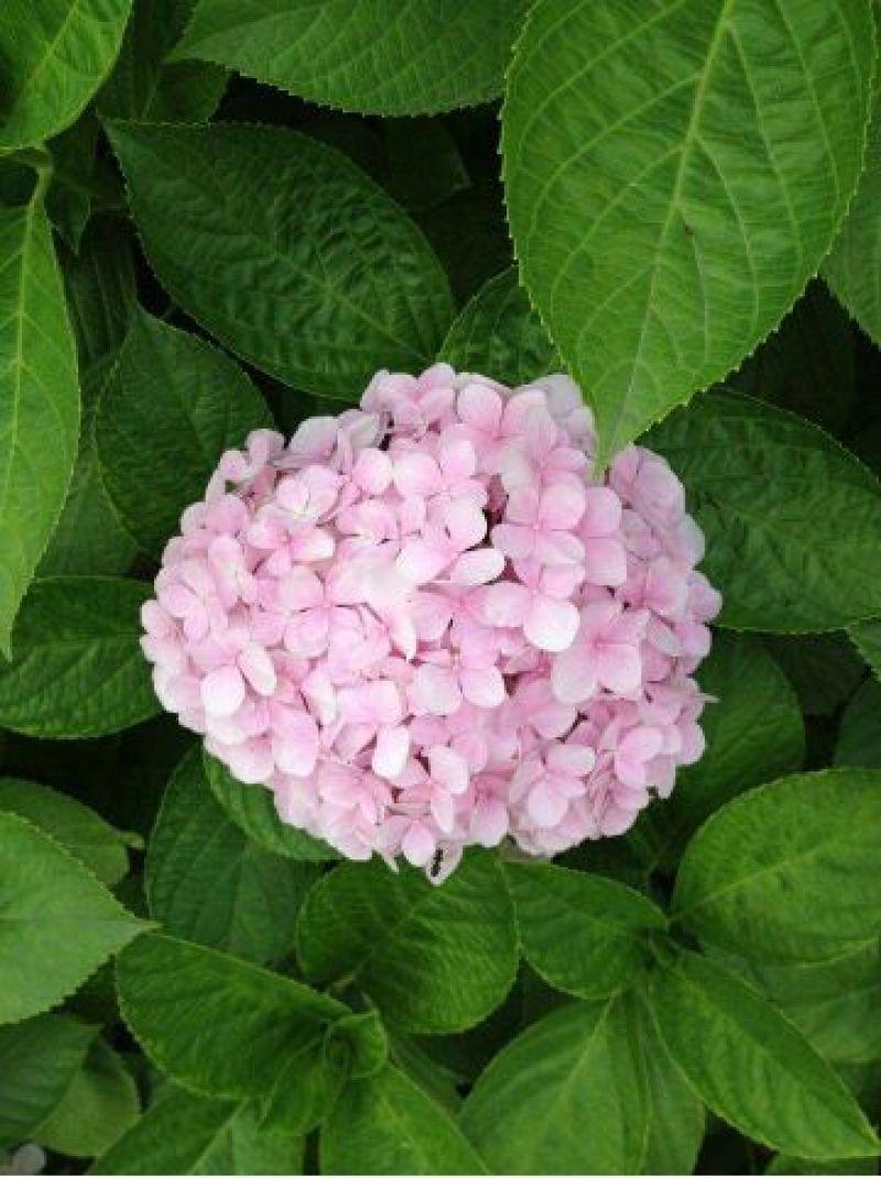 绣球花苗绣球花苗基地直销