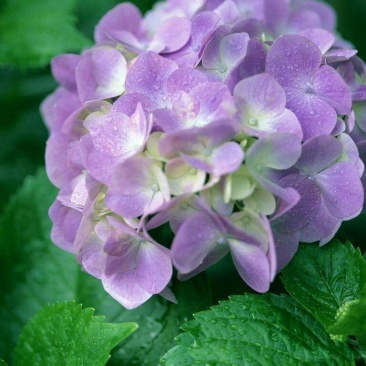 绣球花苗绣球花苗基地直销