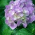 绣球花苗绣球花苗基地直销