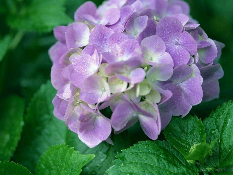 绣球花苗绣球花苗基地直销