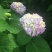 绣球花苗绣球花苗基地直销