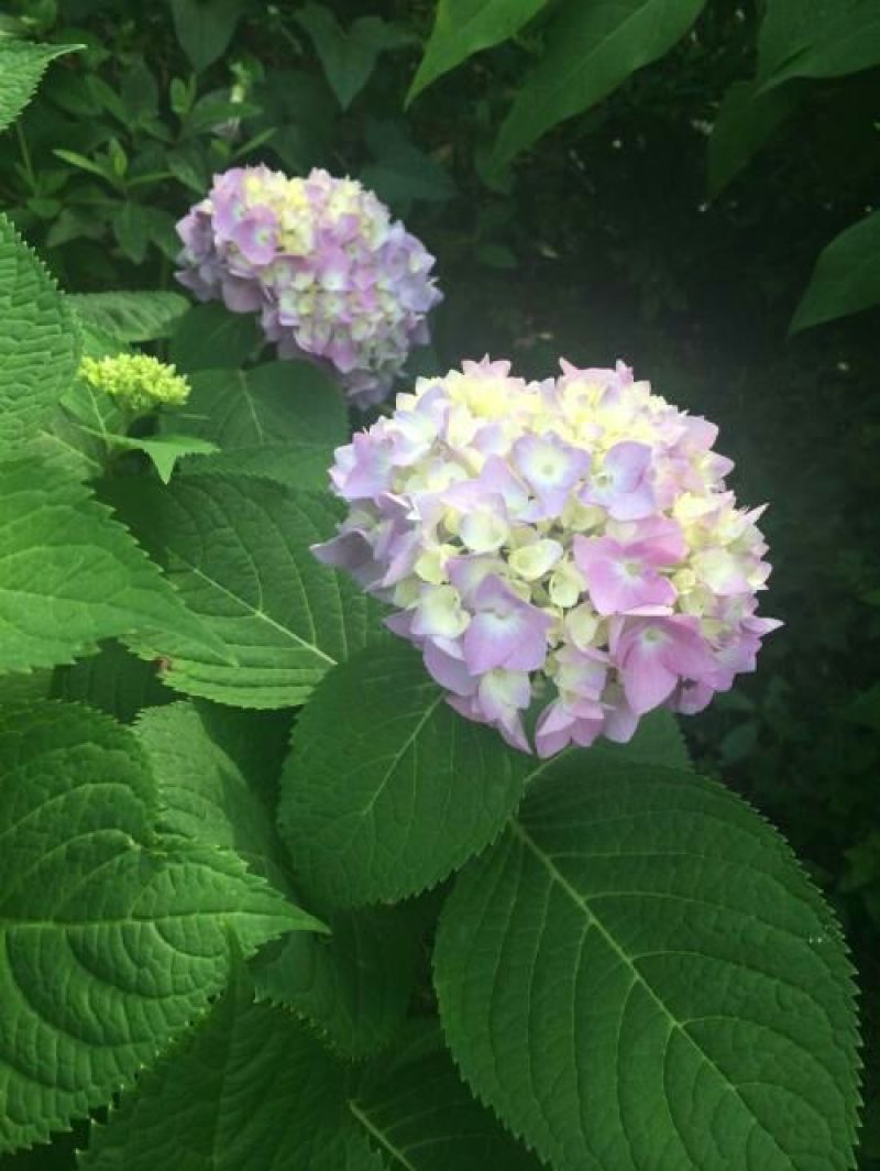 绣球花苗绣球花苗基地直销