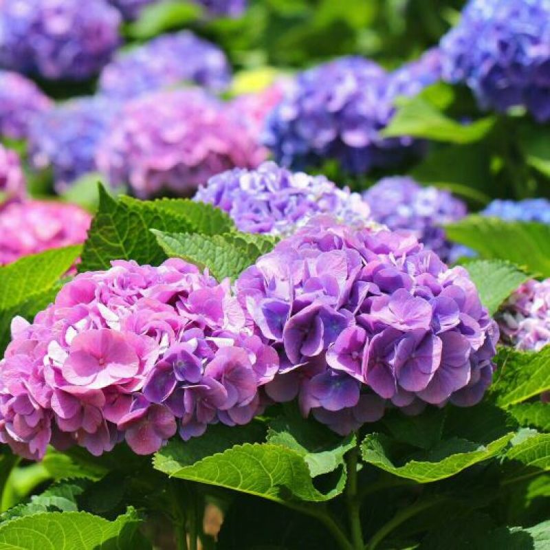 绣球花苗绣球花苗基地直销