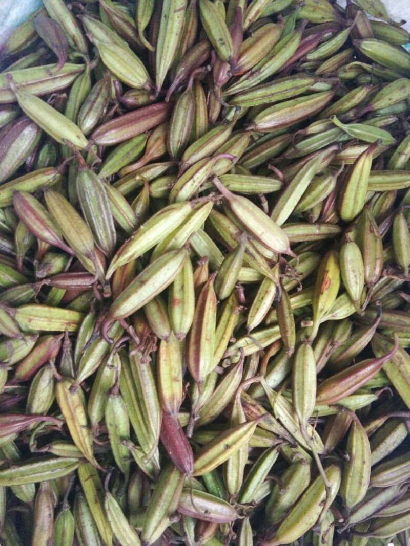 三叉白芨通货干货