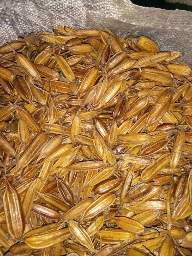 三叉白芨通货干货