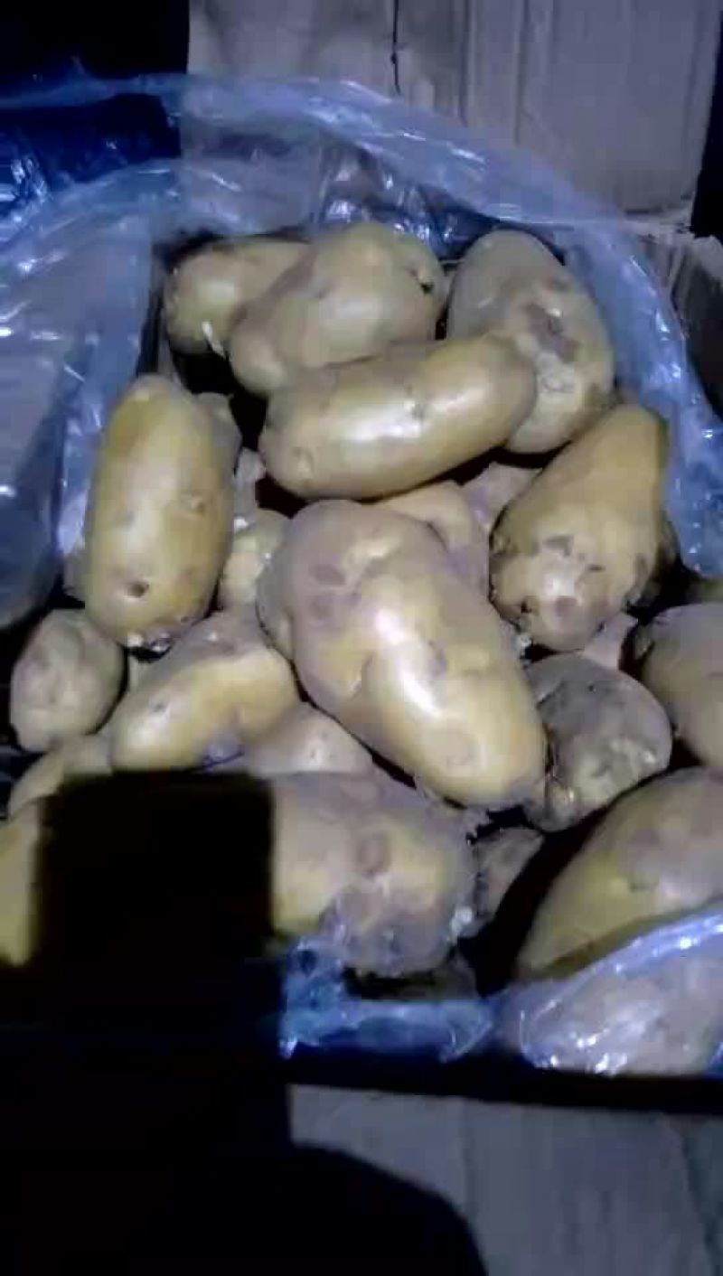 荷兰十五土豆精品4两以上