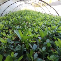 大叶冬青苗10~20cm