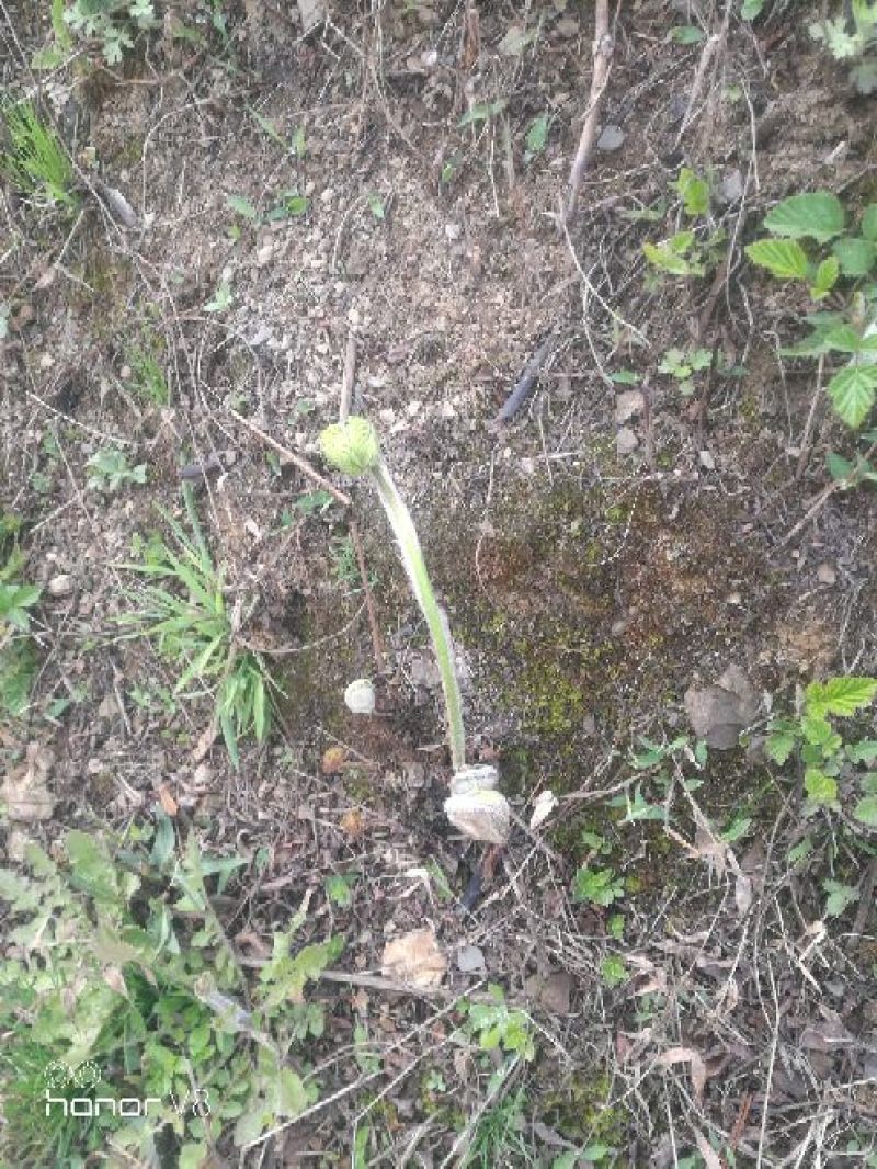 蕨菜蕨苔