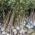桂花苗120cm以上