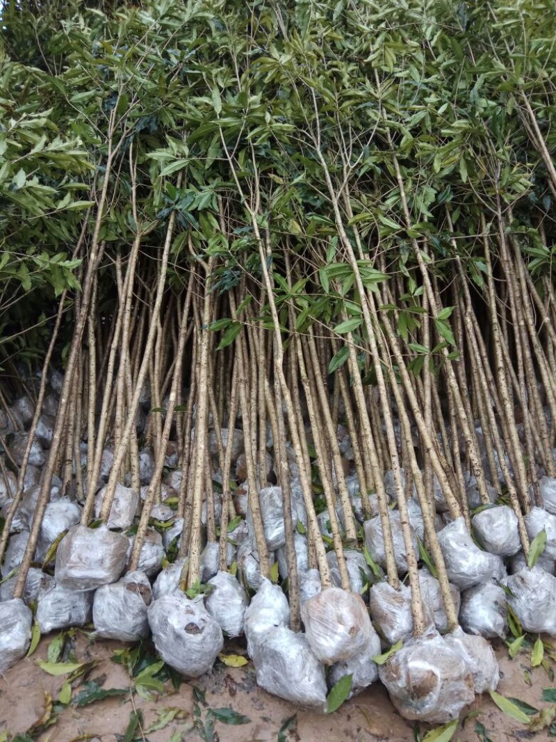 桂花苗120cm以上