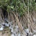 桂花苗120cm以上