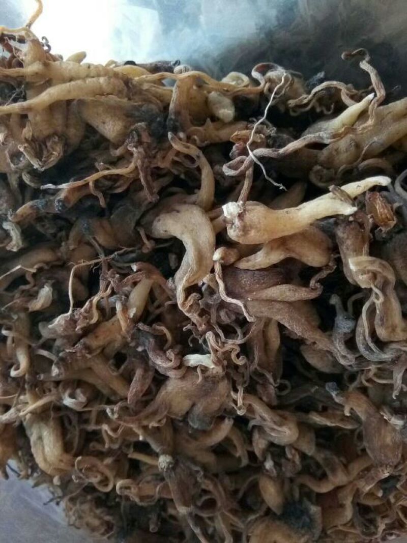 手掌参东北1公斤起批无硫无添加不包邮正品