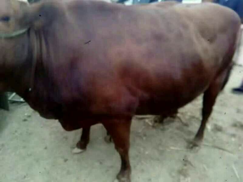 肉牛1000斤以上