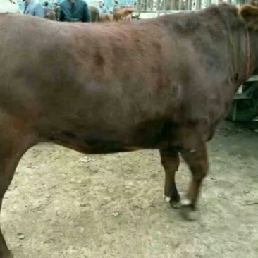 肉牛1000斤以上