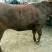 肉牛1000斤以上