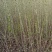 常年出售：水腊苗30~50cm，金叶水蜡