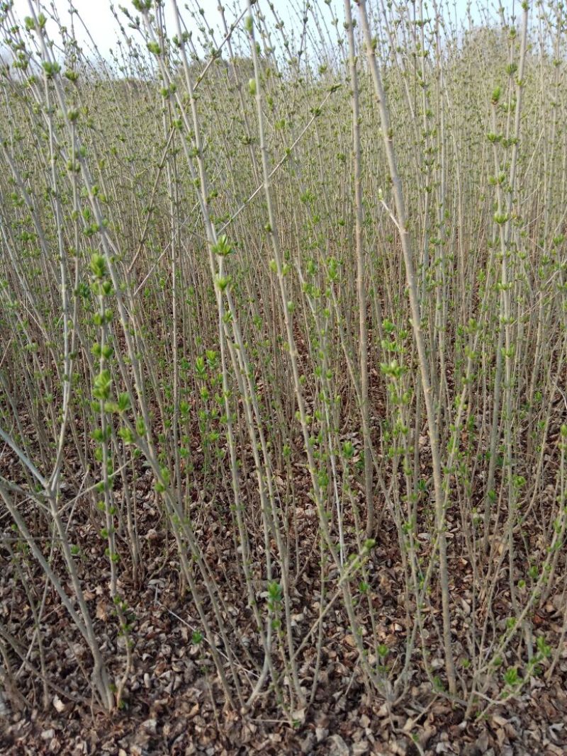 常年出售：水腊苗30~50cm，金叶水蜡