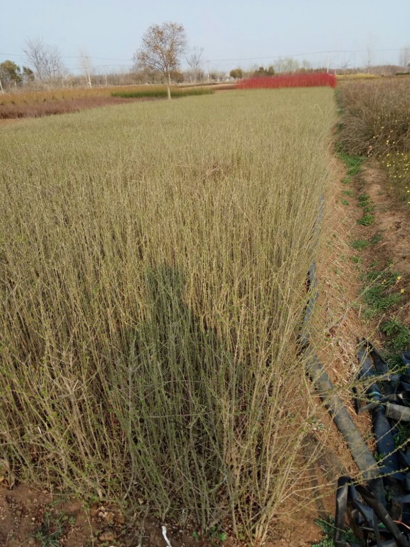 常年出售：水腊苗30~50cm，金叶水蜡