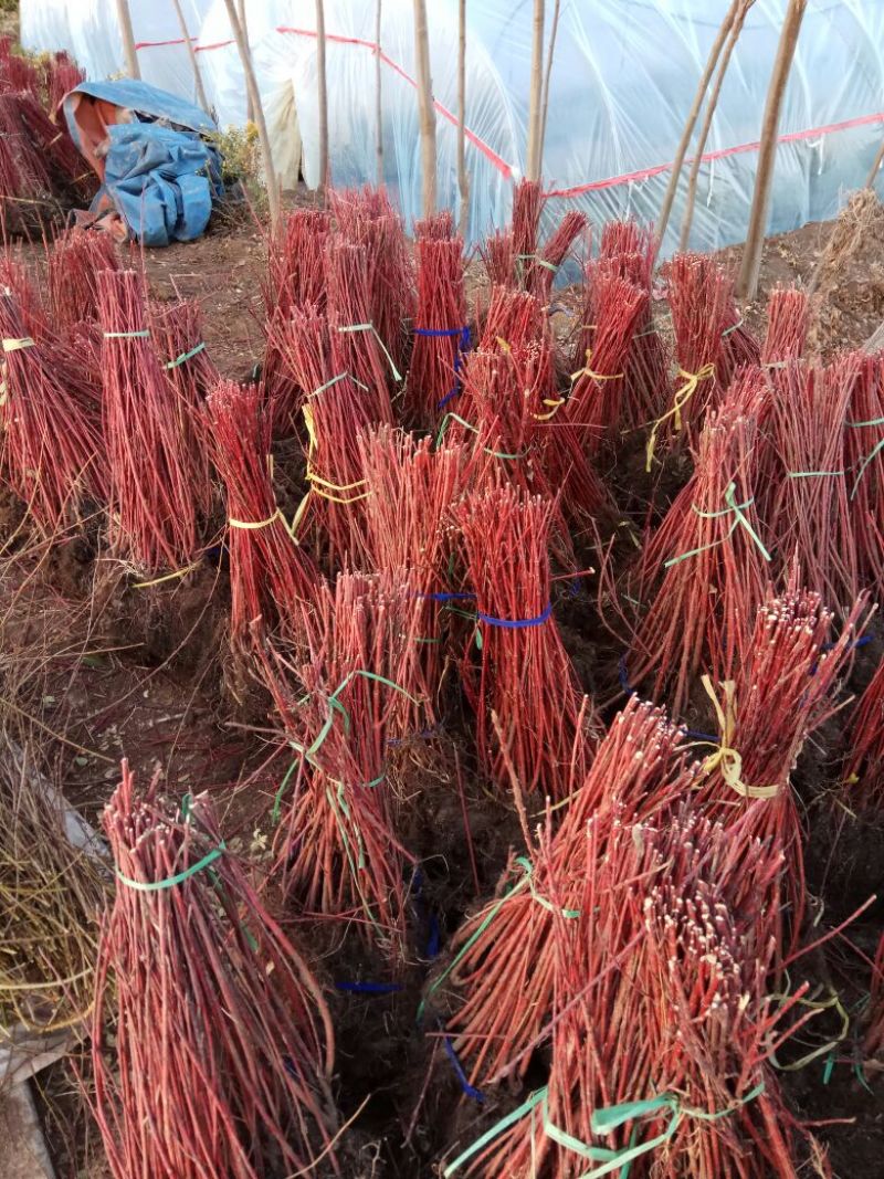 红瑞木苗70~80cm