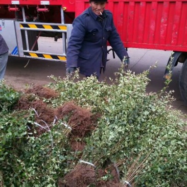 【精品推荐】现挖现发苗圃直发火棘苗.火棘杯苗欢迎