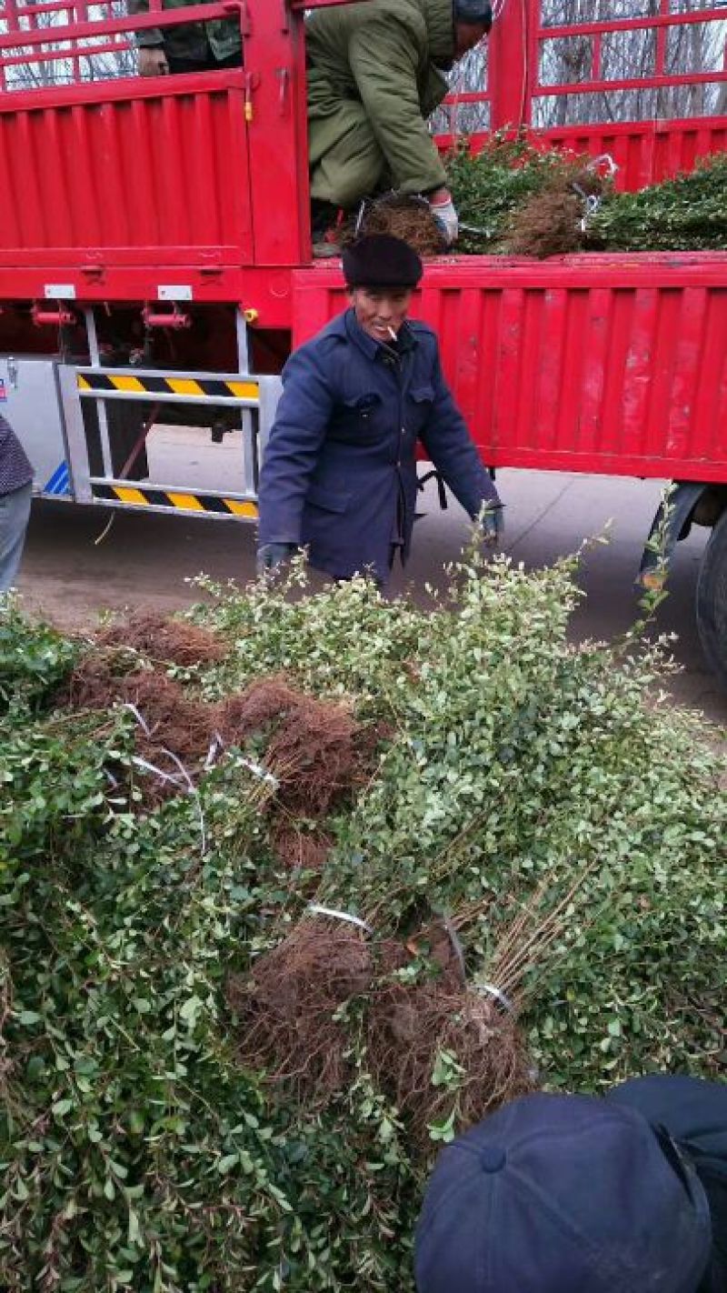 【精品推荐】现挖现发苗圃直发火棘苗.火棘杯苗欢迎