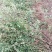 【精品推荐】现挖现发苗圃直发火棘苗.火棘杯苗欢迎