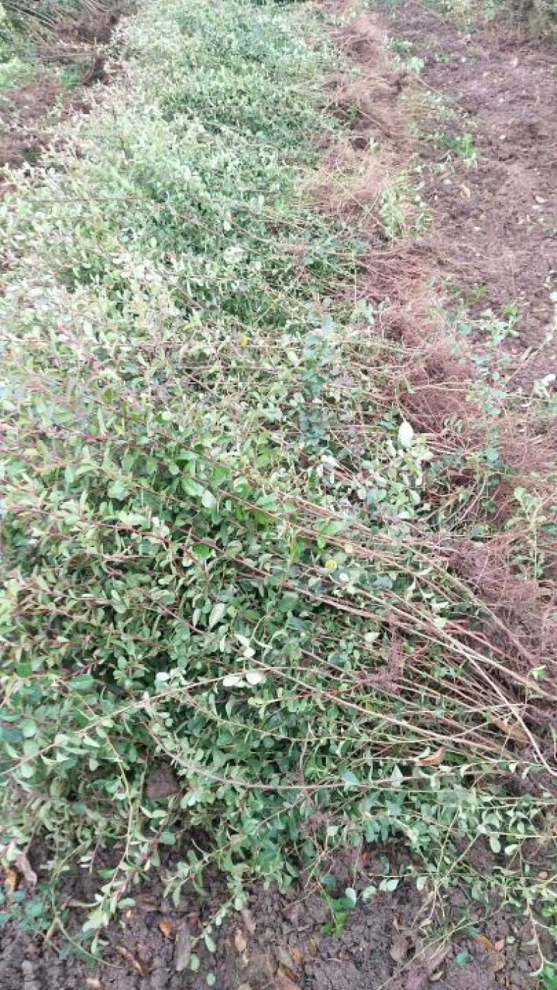 【精品推荐】现挖现发苗圃直发火棘苗.火棘杯苗欢迎